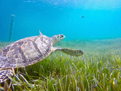 animal underwater photography of turtle turtle
